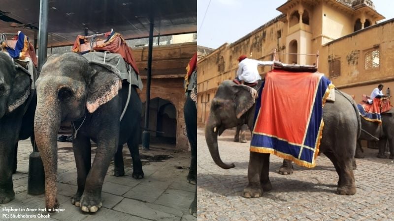 Captive elephants used for tourism at a heritage site in India, highlighting welfare concerns around elephant rides