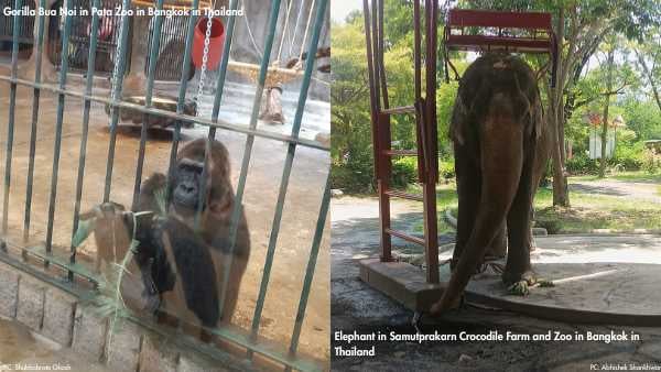 gorilla and elephant - blog