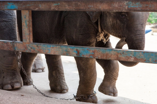 A baby elephant in chains walking in front of its mother behind a fence