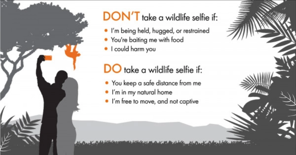 An infographic explaining the correct etiquette about taking pictures with wild animals