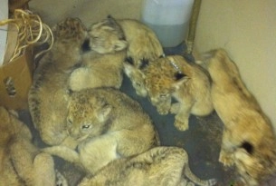 Multiple lion cubs cramped into a small cage