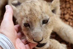 A small lion cub with a human finger resting in its mouth