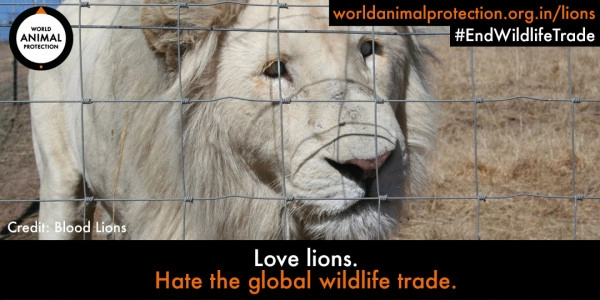 Close-up of a sad looking lion with world animal protection logo and text