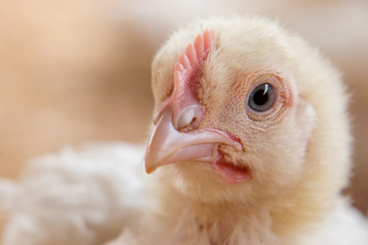 Close-up image of a yellow chick with a pink beak