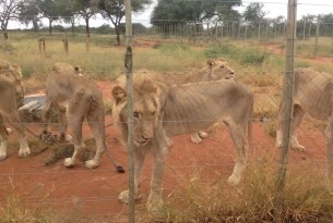 Multiple starved and unhealthy looking lions in an outdoor caged area