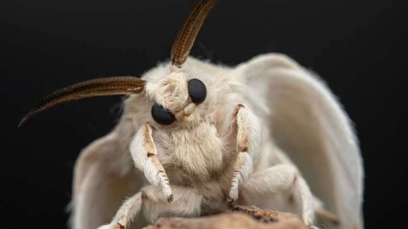 Close-up of a silkmoth resting on a surface, representing insects used in the silk industry.