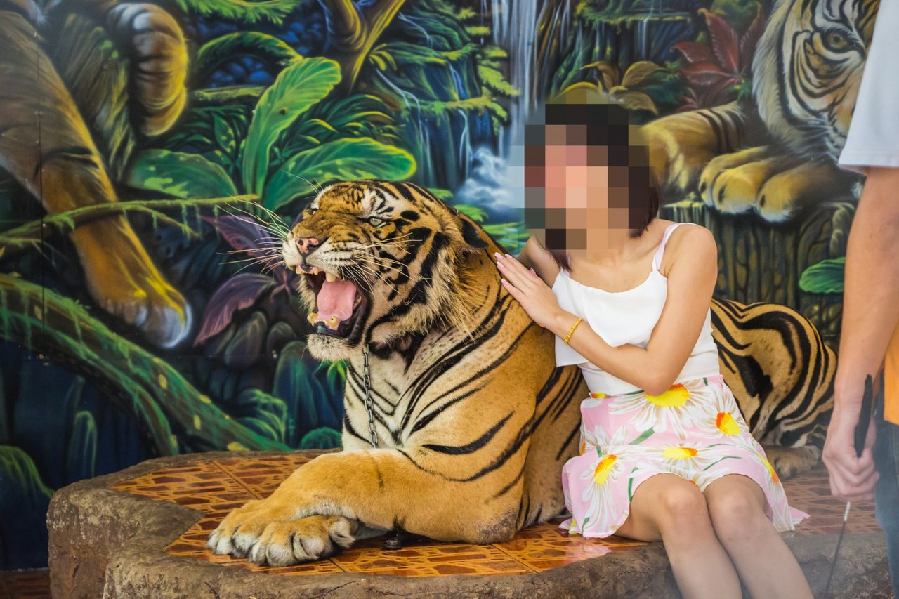 A tiger, roaring, laying in front of a wall with jungle artwork with a blurred woman posing for a picture