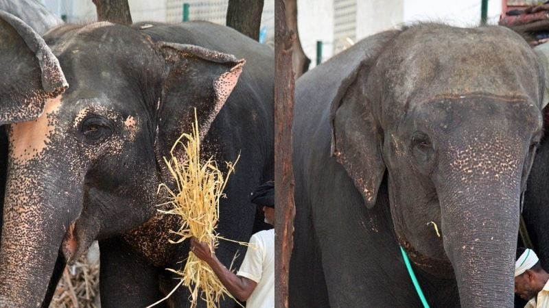 World Elephant Day_article_img.jpg