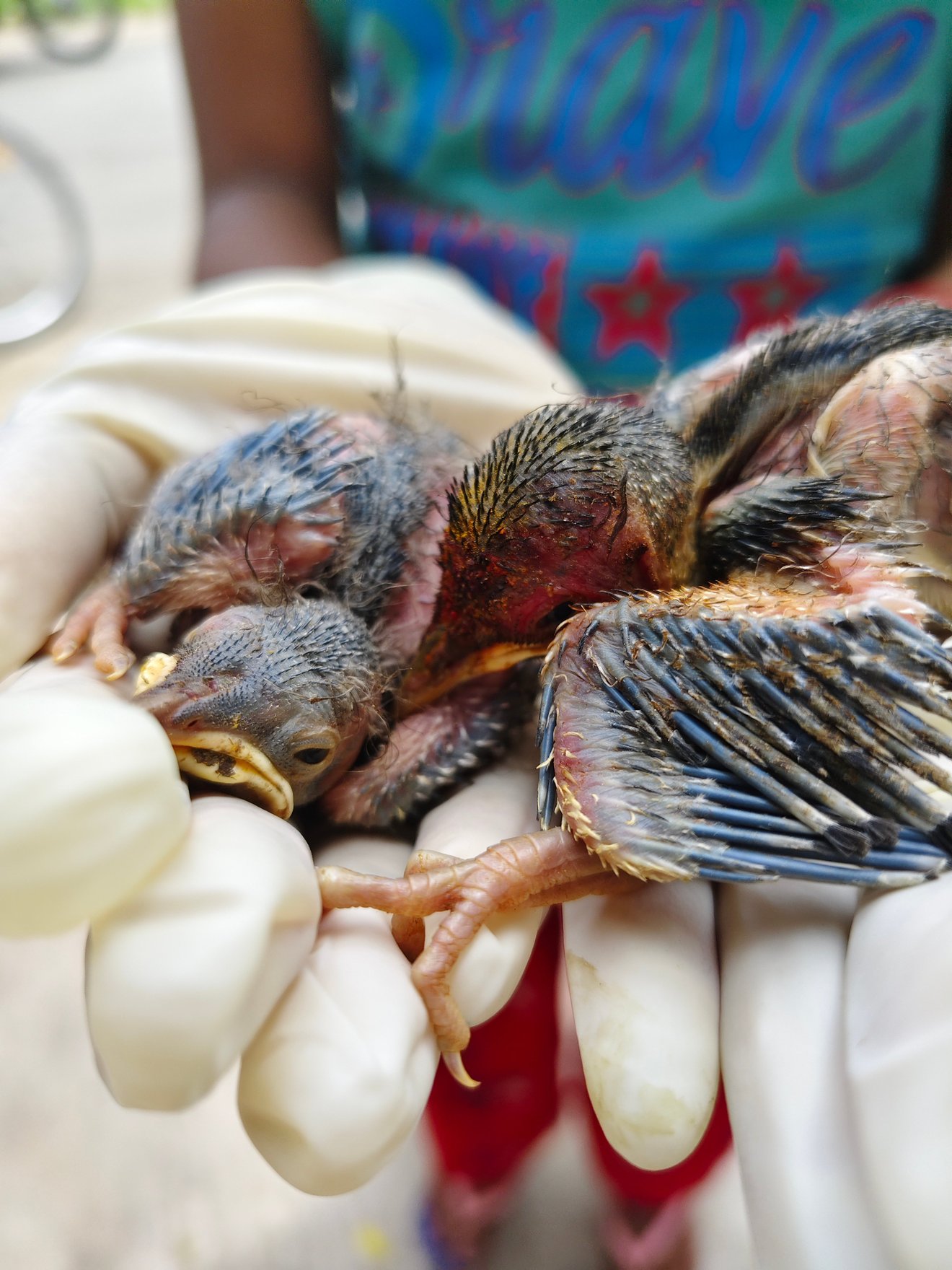 Infent Chicks