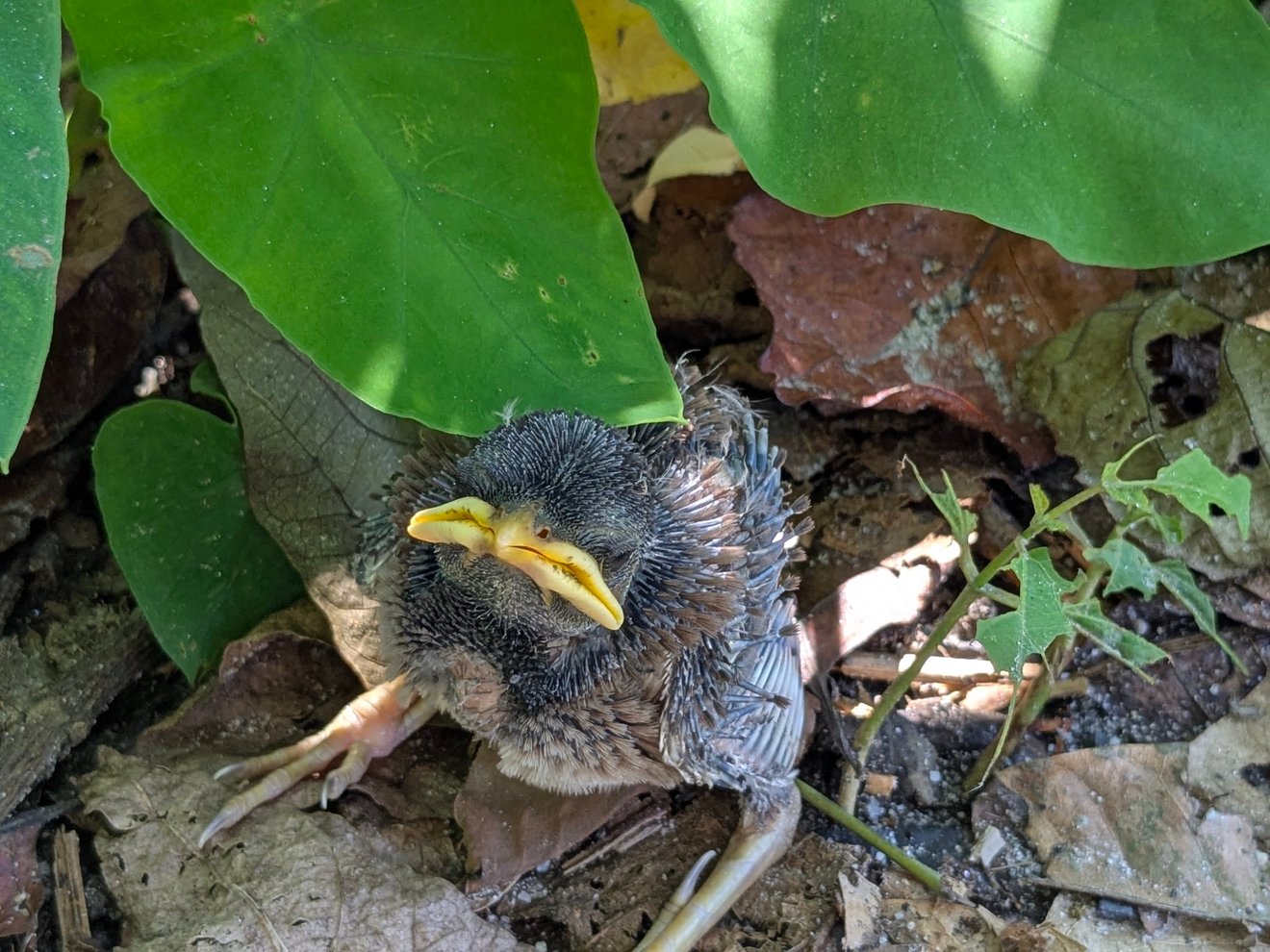 JUN25 Rescue