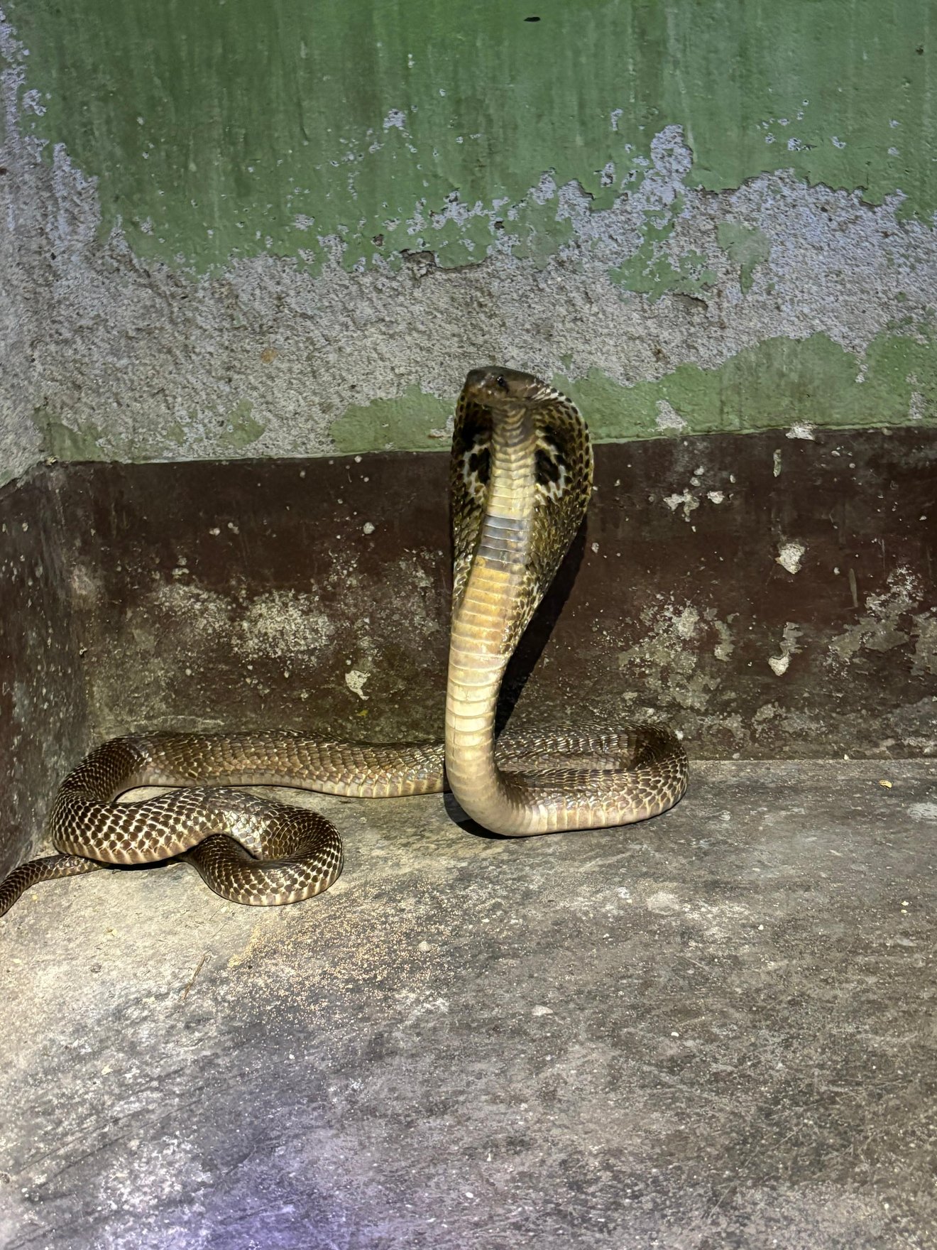 Jun2025 Snake Rescue