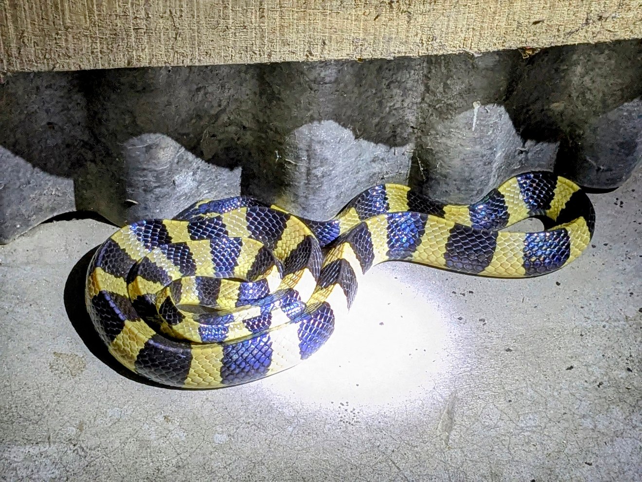 Banded Krait