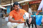Hansen Thambi Prem Disasters Manager at World Animal Protection