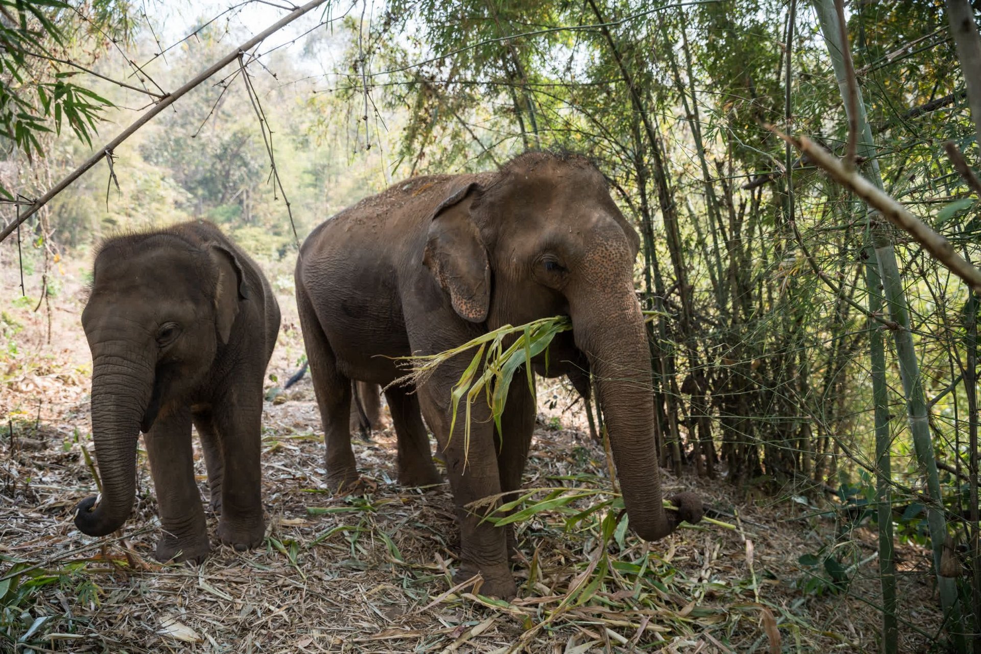 \"Happy Elephant Care Valley in Chiang Mai, Thailand\"