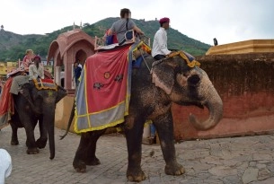Two tired looking elephants walking in an Indian street, with two people sat on each of their backs