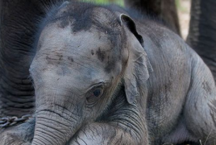 A scared baby elephant in chains