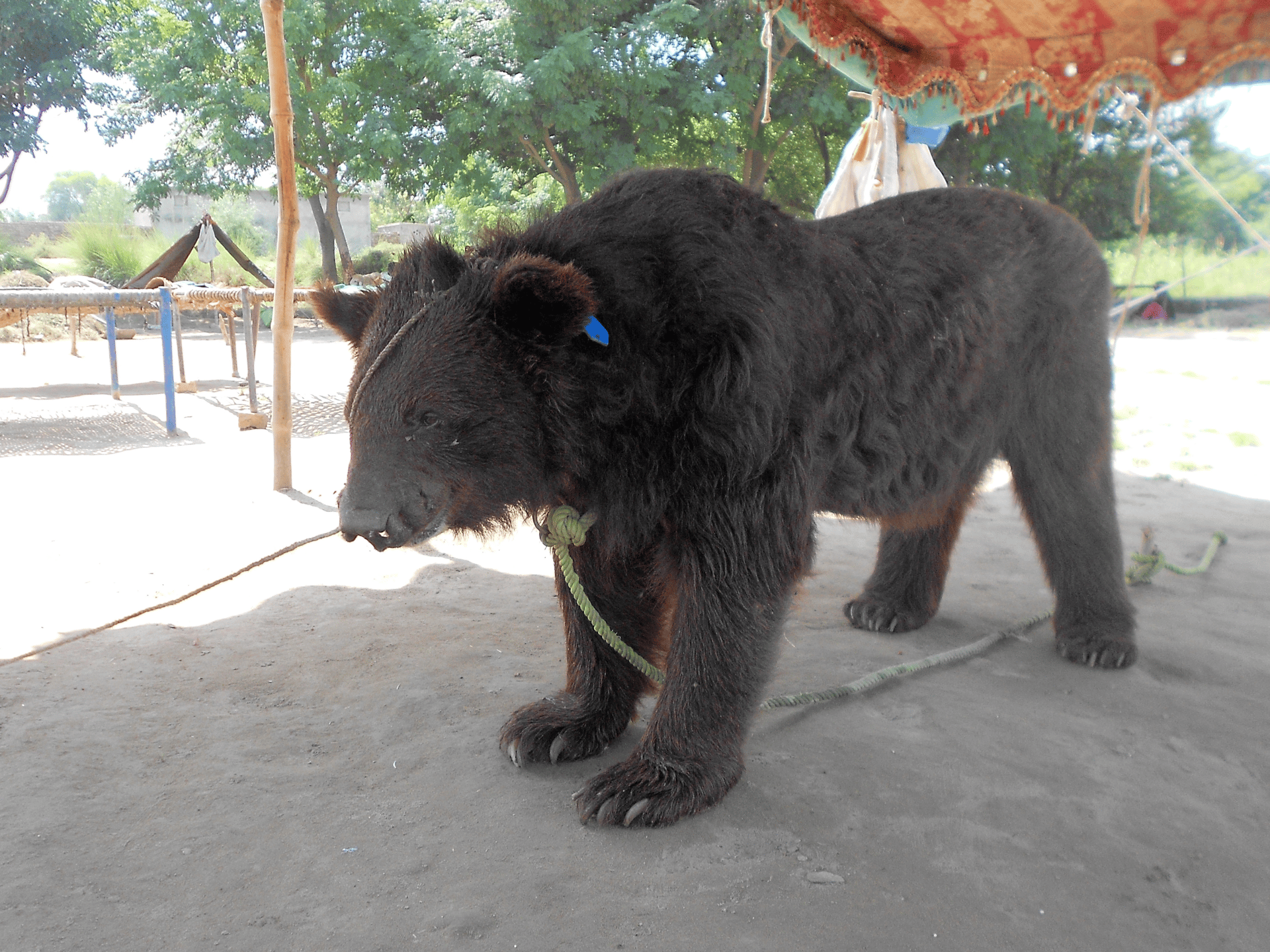 A large brown bear with rope around its neck