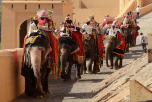 Multiple elephants in decorative drapes giving rides to humans