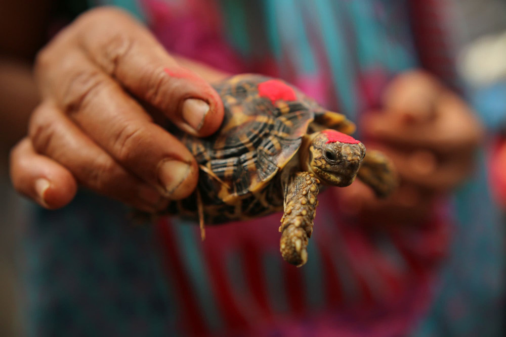 A human hand holding a very small India star tortoise