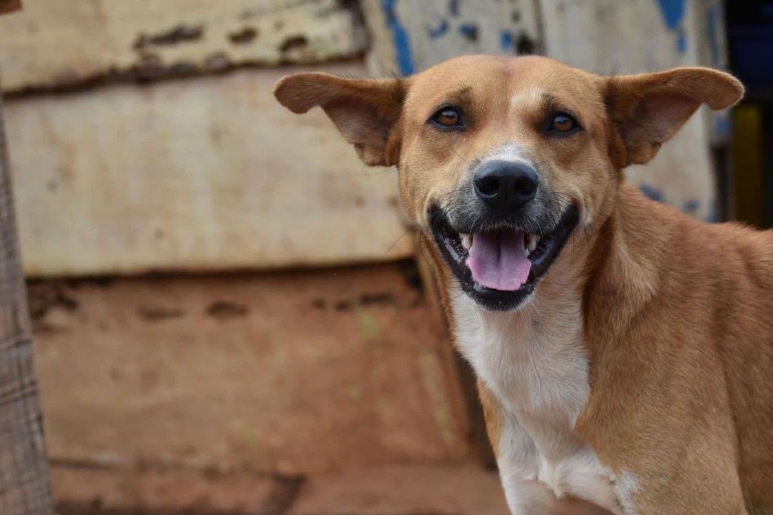 A light brown dog smiling at the camera
