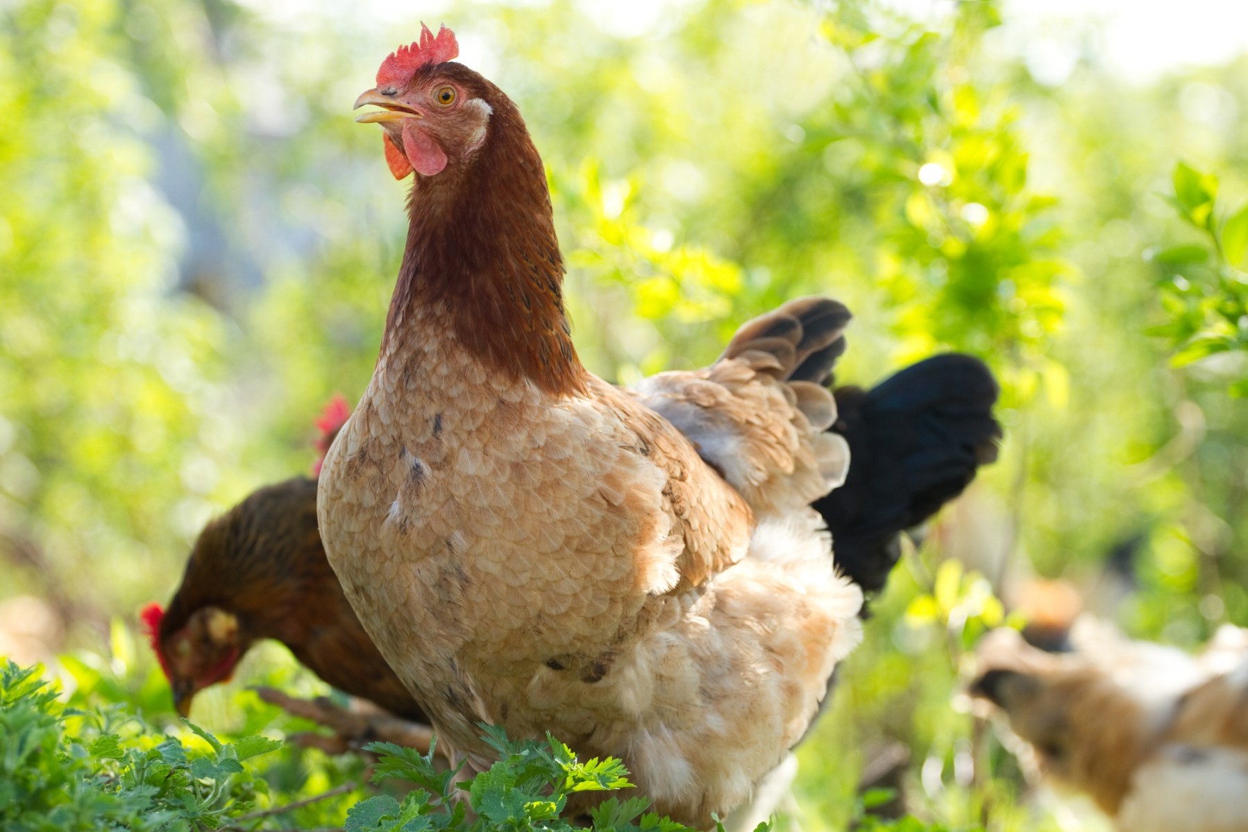 Close-up of a brown chicken