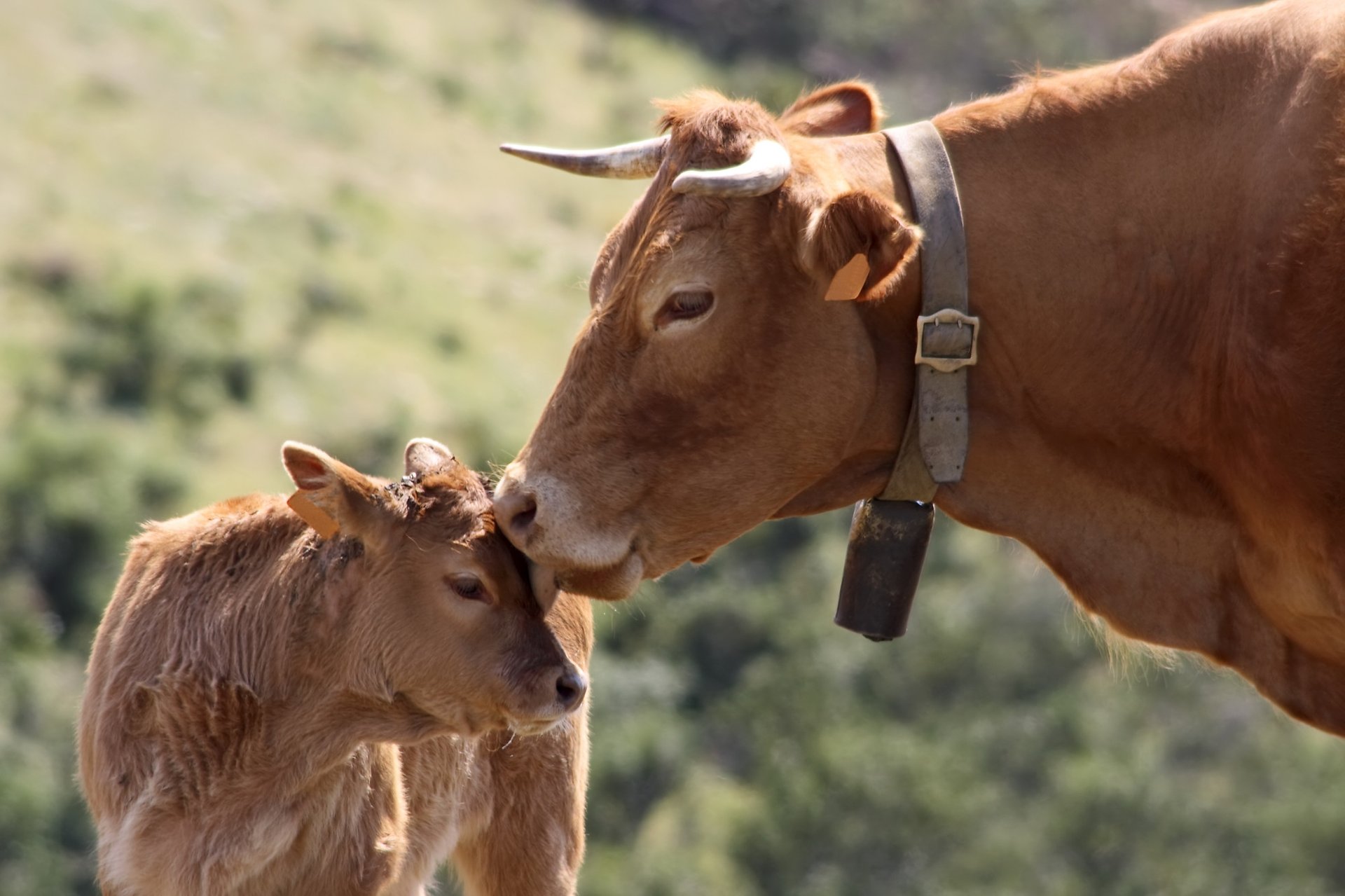 A brown mother cow licking the face of a smaller cow