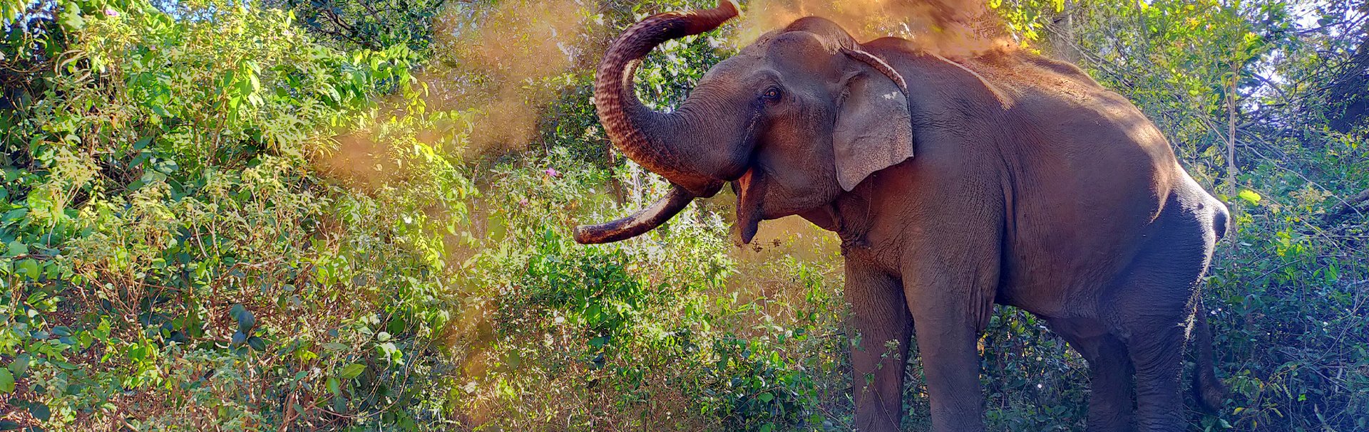 Hen the elephant. Credit: Elephant Valley Project