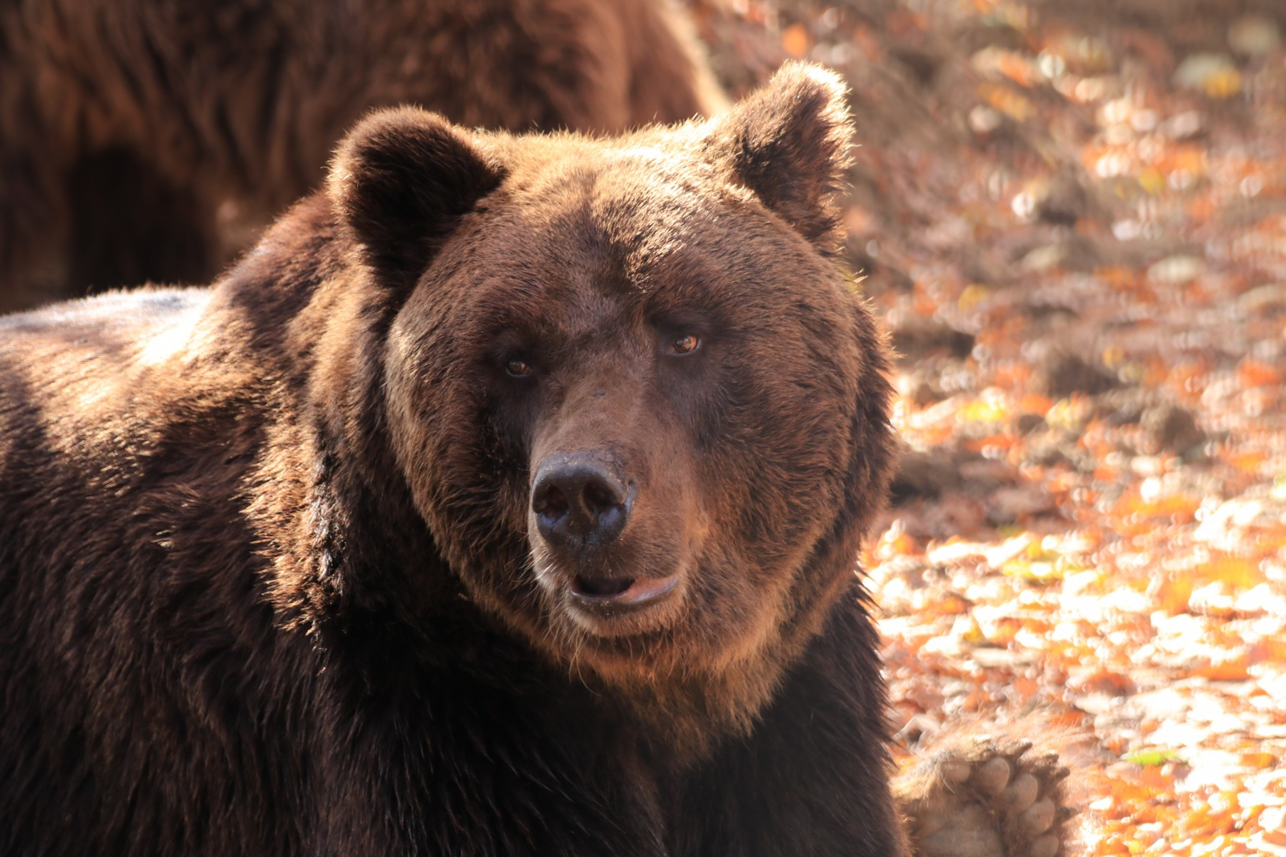 A brown grizzly bear up close