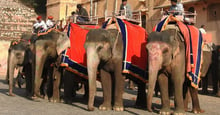 Elefantridning vid Amer Fort