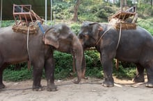 Two tired elephants with heavy transportation cargo strapped to their backs