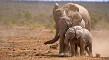 Three elephants of various sizes walking on dirt
