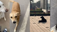 Street dogs resting and interacting in an urban Indian setting, reflecting everyday animal welfare realities