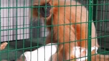 Hero image of Langur