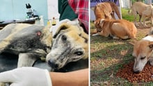 A rescued community dog receiving veterinary treatment at a clinic, alongside a scene of the same dog and other community dogs being fed by World Animal Protection volunteers during an outdoor feeding drive.