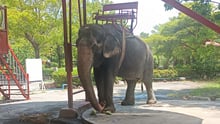 This is a photograph of the elephant at Samutprakarn Crocodile Farm and Zoo in Bangkok captured by Abhishek Shankhwar.