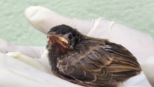Rescued bird resting in hands