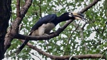 article_img_Oriental Pied Hornbill in Lodi Gardens in New Delhi   Shubhobroto Ghosh.jpg