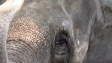 World Elephant Day hero img.jpg