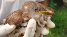 Common Hawk Cuckoo sitting on gloved hands of Animal Protector Staff