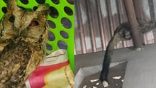 Collage showing rescued wildlife: a mottled brown owl sitting inside a crate after rescue, and an Asian palm civet clinging to a pipe in a building structure, highlighting wildlife found in distress in human-dominated spaces during January rescue operations.