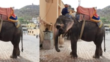 Captive elephants at Haathi Gaon in Jaipur, where elephants used for tourism are housed outside ride hours.