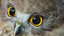 This is a picture of an owl