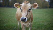 Calf free range in field