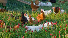 Free-range poultry, White Oak Pastures in Georgia