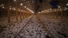 UK chicken broiler shed housing over 40000 birds