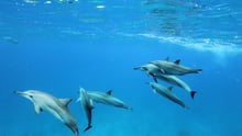 Pod of spinner dolphins off the west coast of Oahu, Hawaii