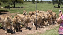 Lions in a farming facility in South Africa