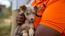 Emily Mudoga holds a puppy waiting for vaccination