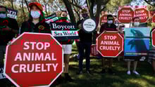 Peaceful protest at Sea World Australia