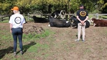 Staff volunteering at a farmed animal sanctuary, Moo to Ewe